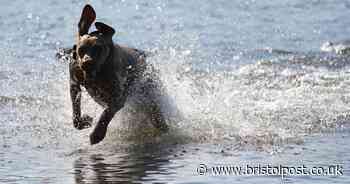Dog doctor says 'avoid' to pet owners as temperatures soar