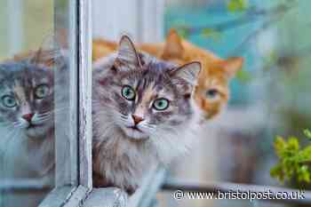 Pet needs 'urgent surveillance' for bird flu symtoms amidst disease fears, scientists warn