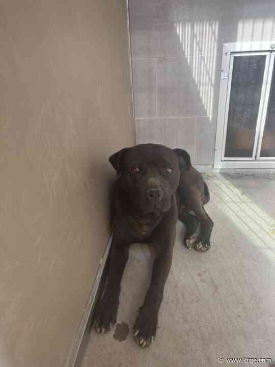 Bernalillo County rescues dog found tied to structure in south valley with no food or water