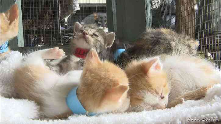 Woman overwhelmed after rescuing 29 abandoned kittens, urges responsible pet care