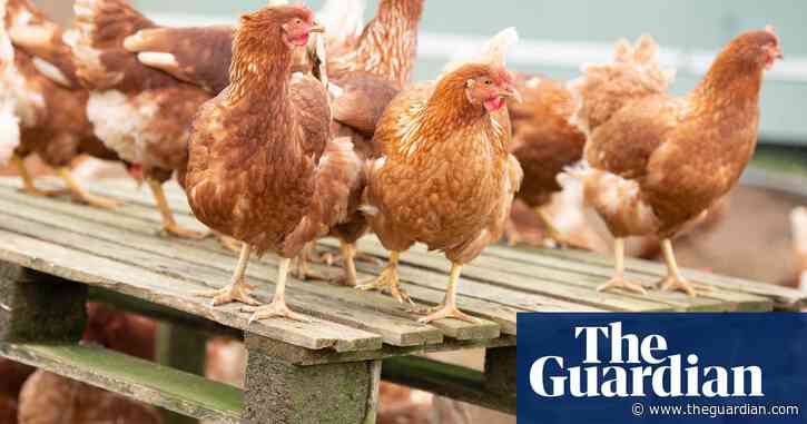 ‘Not a surprise’: what’s behind Australia’s egg shortage, and is it here to stay?