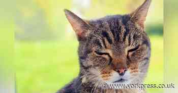 Twenty-year-old tabby cat Buzz seeks permanent home for twilight years