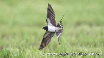 „Stunde der Gartenvögel“: Warum Schwalbenzählen gut für die Stimmung ist