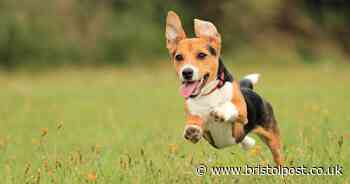 'I'm a vet nurse – common activity dog owners do could go fatally wrong'