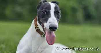 Could you be Hugo’s forever family?