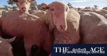 The devastating toll of Victoria’s forgotten drought