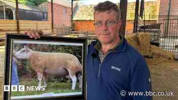 Polluted airport water 'destroyed my unborn lambs'