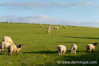 Sheep farmers urged to stay vigilant for haemonchus outbreaks