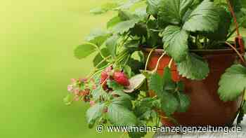 Oh, du schöne Erdbeerzeit! Aber wann ist eigentlich die Pflanzzeit von Erdbeeren?