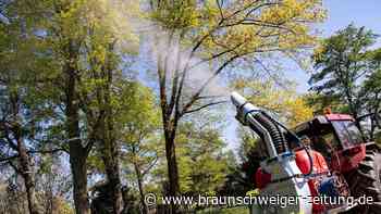 Fadenwürmer sollen Wasbüttel vor behaarten Raupen retten