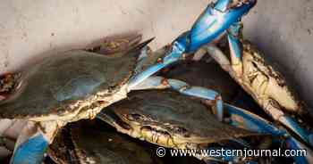 Woman's Cooking Video Ignites Firestorm as Viewers Realize She's Air Frying Live Crabs