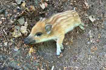 Natuurhulpcentrum rukt uit voor ree en klein everzwijntje in nood