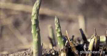Recipe: Harvest tower with chive aioli