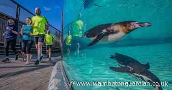 Chester Zoo 10k run to help save endangered giraffes