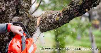 What is the law on cutting trees down in your garden? How to avoid hefty fines