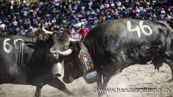 Kuh Nubie im Walliser Aproz zur Königin der Königinnen 2025 gekrönt