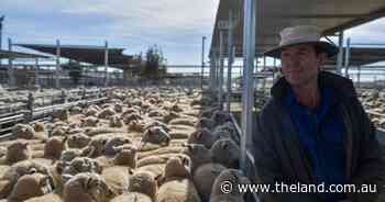 'You've got to make the decision': What will be the ewe numbers come spring?
