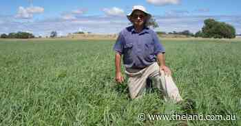 Getting tropical grass pastures right from day one | Down to Earth