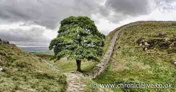 Sycamore Gap tree's remarkable history from film icon to bitter feud before it was felled