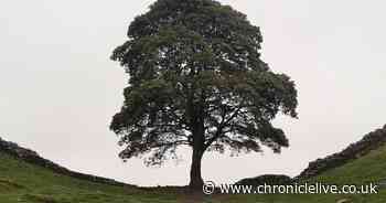 Value of Sycamore Gap tree damage outlined after two men found guilty of felling