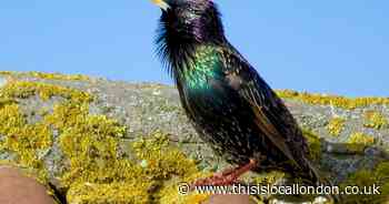 Halting the decline of starlings