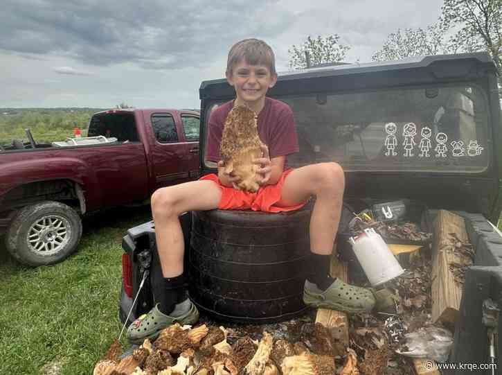 Missouri boy finds giant morel mushroom nearly the size of his own head