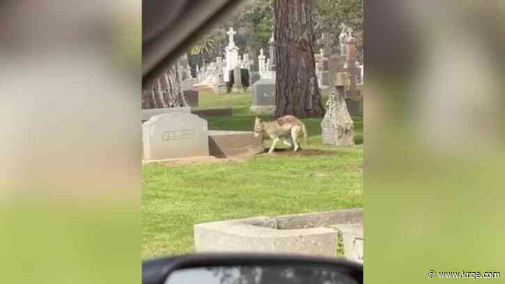 Video: Coyote seen digging up grave at California cemetery