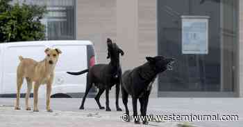 Dog's Face Licks May Have Given Woman Disgusting Parasite