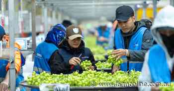 US farm sell-off continues as SA's largest table grape producer hits market