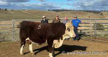 Stanford Poll Herefords continue to be in demand, despite seasonal challenges