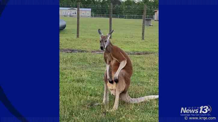News13 Exclusive: Loris farm owner says kangaroo, brother had close bond at time of man's death