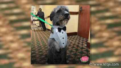 Watermelon Mountain Ranch holds 'Fashion and Compassion' show