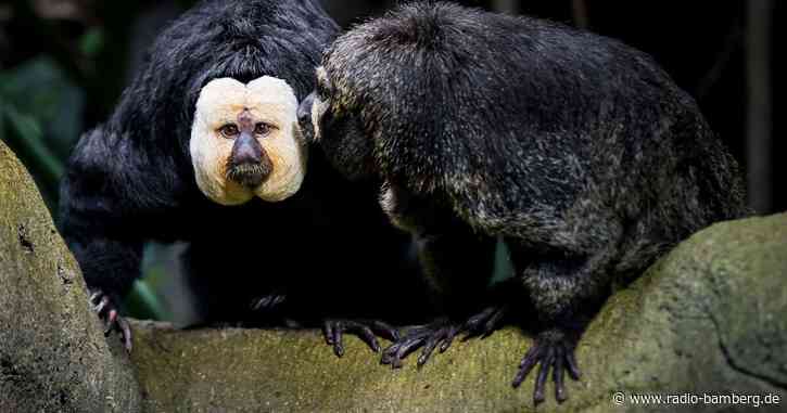 Empörung über Zoo-Besucher in Tschechien