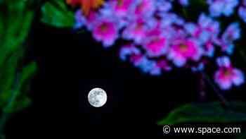 The 2025 full Flower Moon rises tonight: Here's how to see it