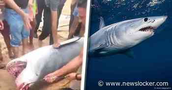 &lsquo;Zeer grote kans om haai tegen te komen langs Nederlandse kust'