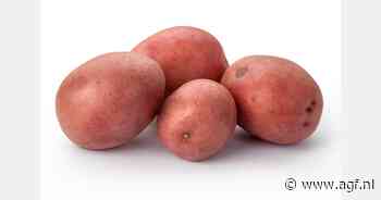 Dreigt de Rode Pipo weer te verdwijnen?