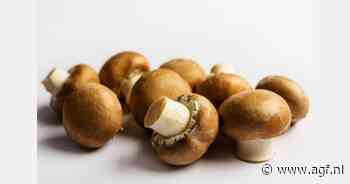 "Ai in paddenstoelenteelt leidende trend"