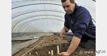 "Groene stijgen in prijs, maar witte asperges blijven licht dalen"