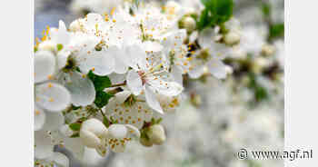 Bulgarije kampt met tekort aan kersen door vorst
