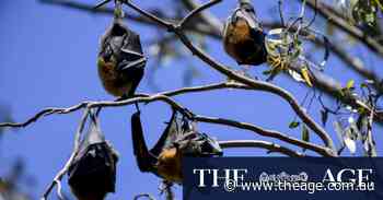 Bats are back at the Botanic Gardens, and a gentler eviction is afoot to stop them ruling the roost