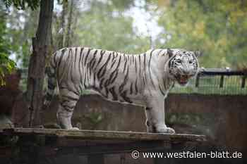 Tiger beißt Pflegerin in Delbrücker Tierpark