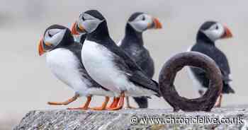 Farne Islands' seabirds to be shown on webcams as annual puffin count gets under way