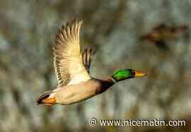 Il volait à 52km/h, un canard flashé par un radar en excès de vitesse en Suisse (et c'est très sérieux)