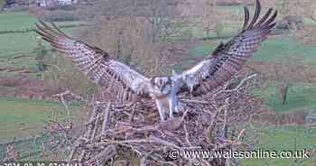 Value of £4.25m farm bought by Welsh Government 'uncertain' as ospreys return