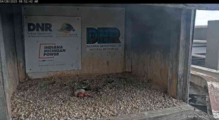 Help name the newest falcon chick that lives atop the I&M building