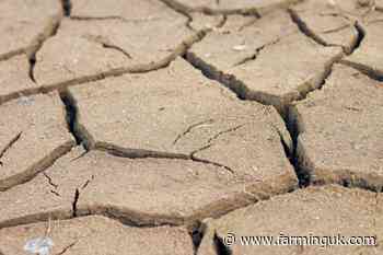 Dry spring sparks concern for UK crop development, AHDB warns