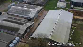 Cranswick suspends operations at pig farm after animal abuse allegations