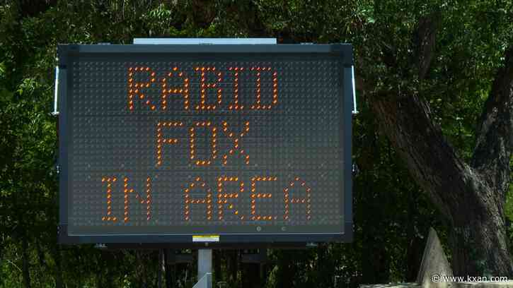 ‘Rabid’ fox bites hiker six times in rare fox attack 