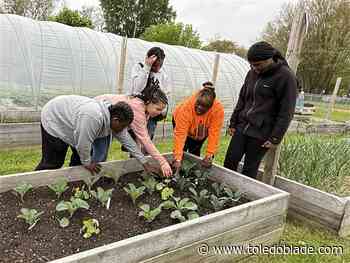'Seed to table': Toledo Preparatory students kick off urban agriculture program