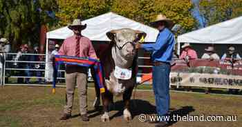 'Logical choice' of a bull wins first broad ribbon for newly-formed stud